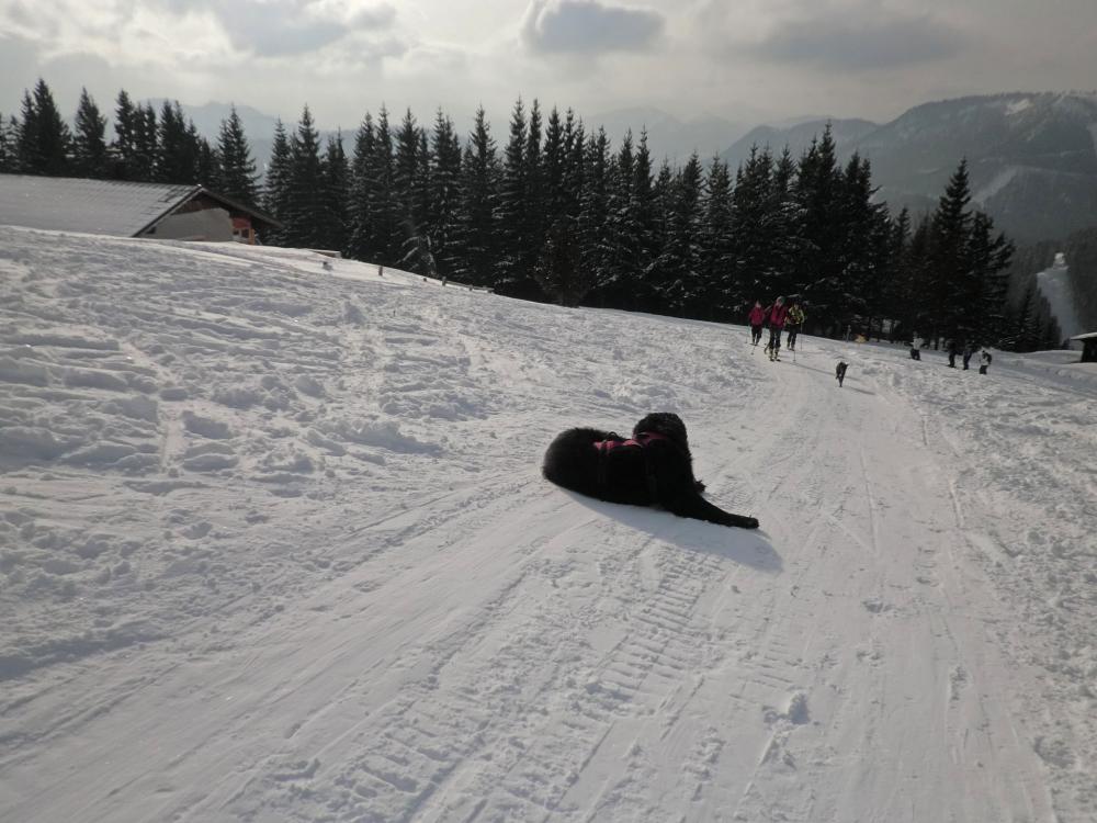 Tirolerkogel (212 Bildaufrufe)
