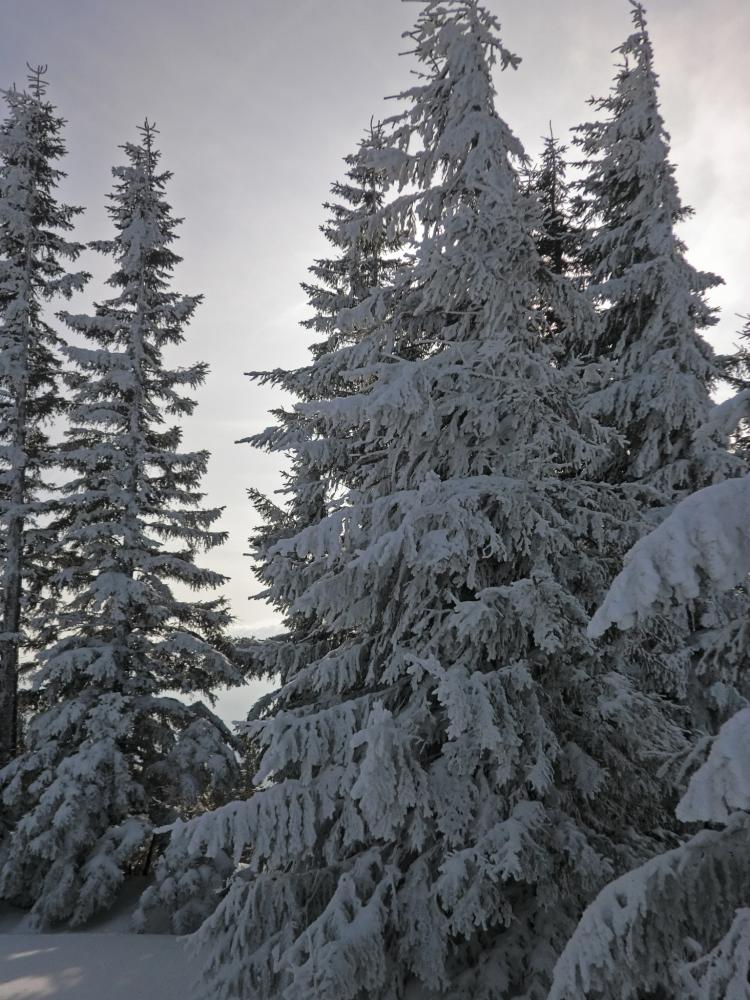 Tirolerkogel (205 Bildaufrufe)