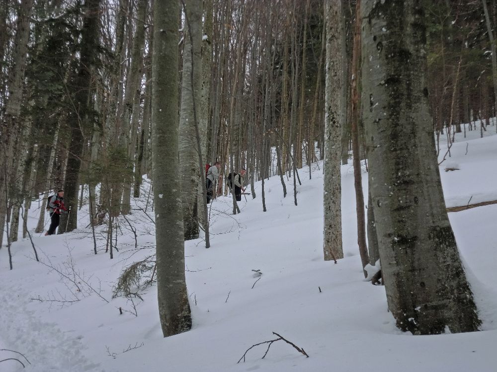 Hochstaff (251 Bildaufrufe)