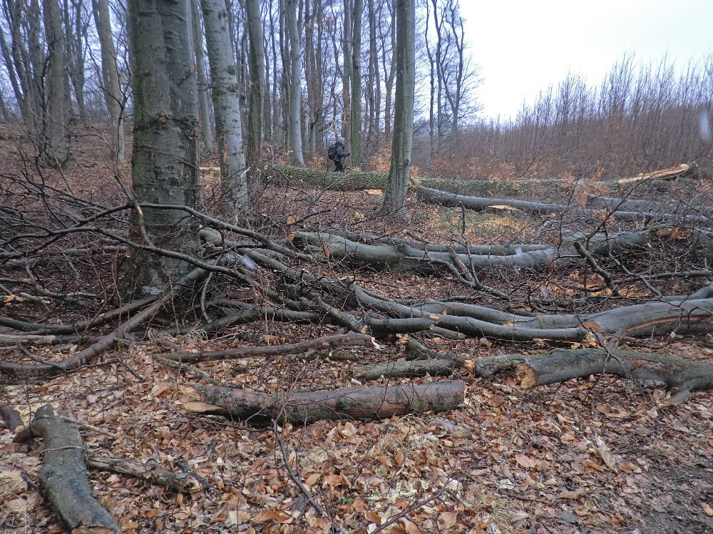 Anninger (186 Bildaufrufe)