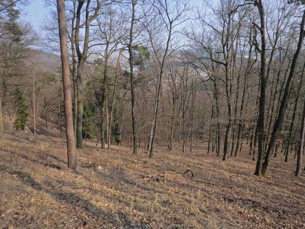 Waxenberg (262 Bildaufrufe)