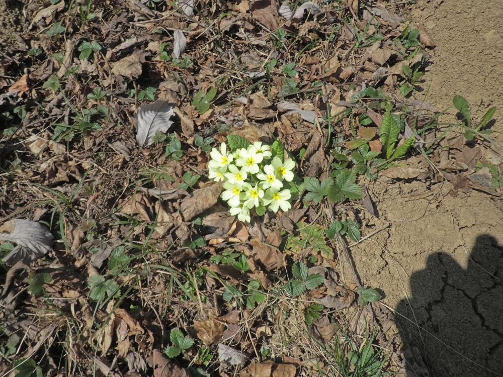 Bichlberg (197 Bildaufrufe)