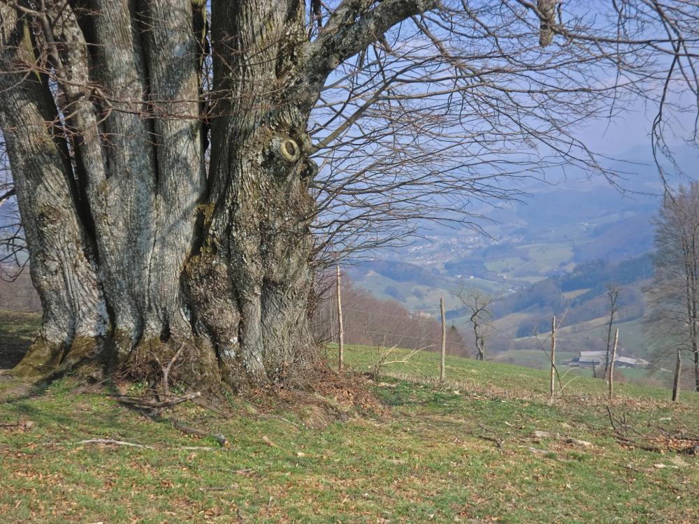 Bichlberg (209 Bildaufrufe)