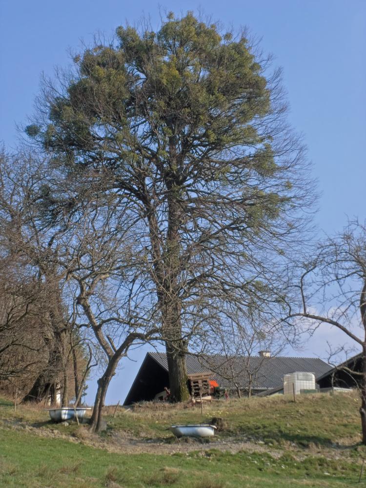 Bichlberg (268 Bildaufrufe)
