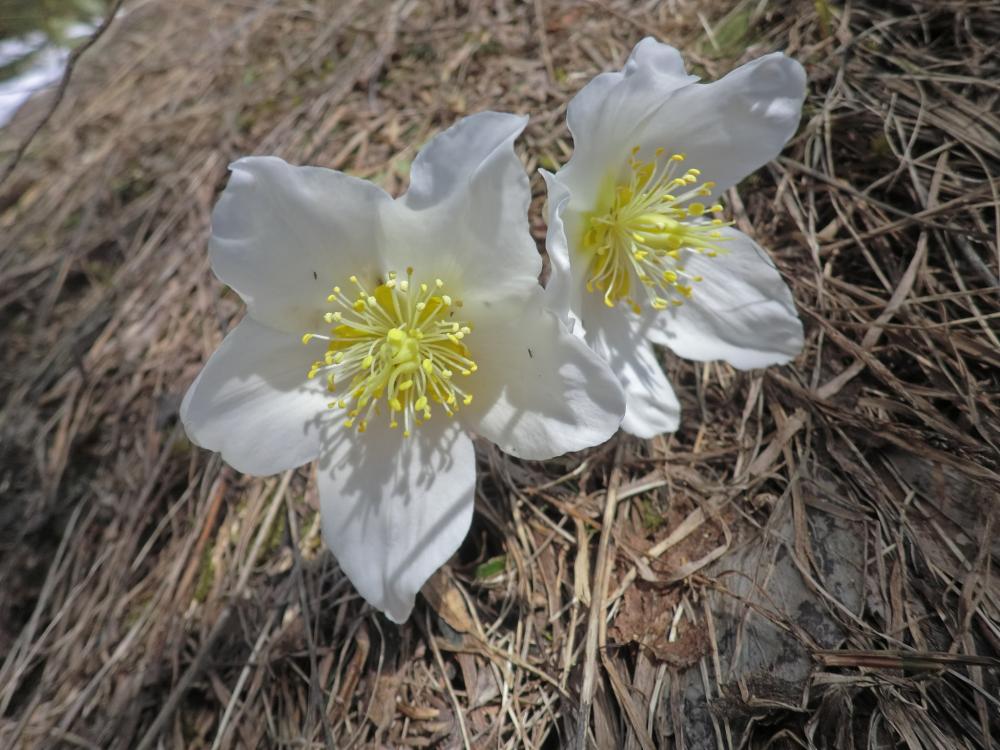 Wildalpe (211 Bildaufrufe)