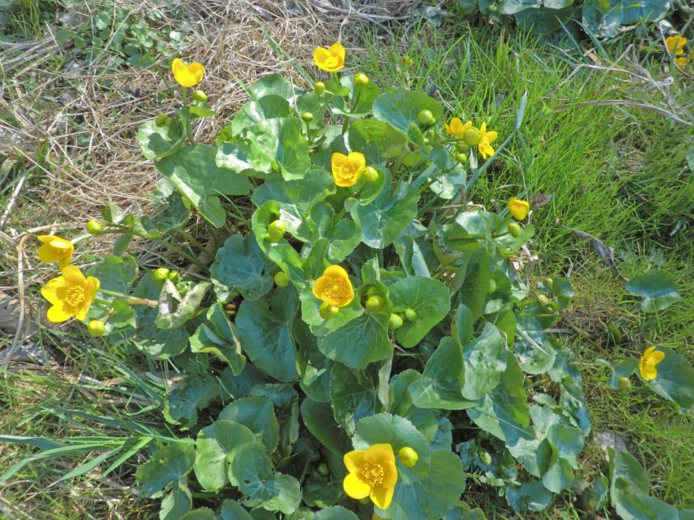 Ober-Grafendorf (241 Bildaufrufe)