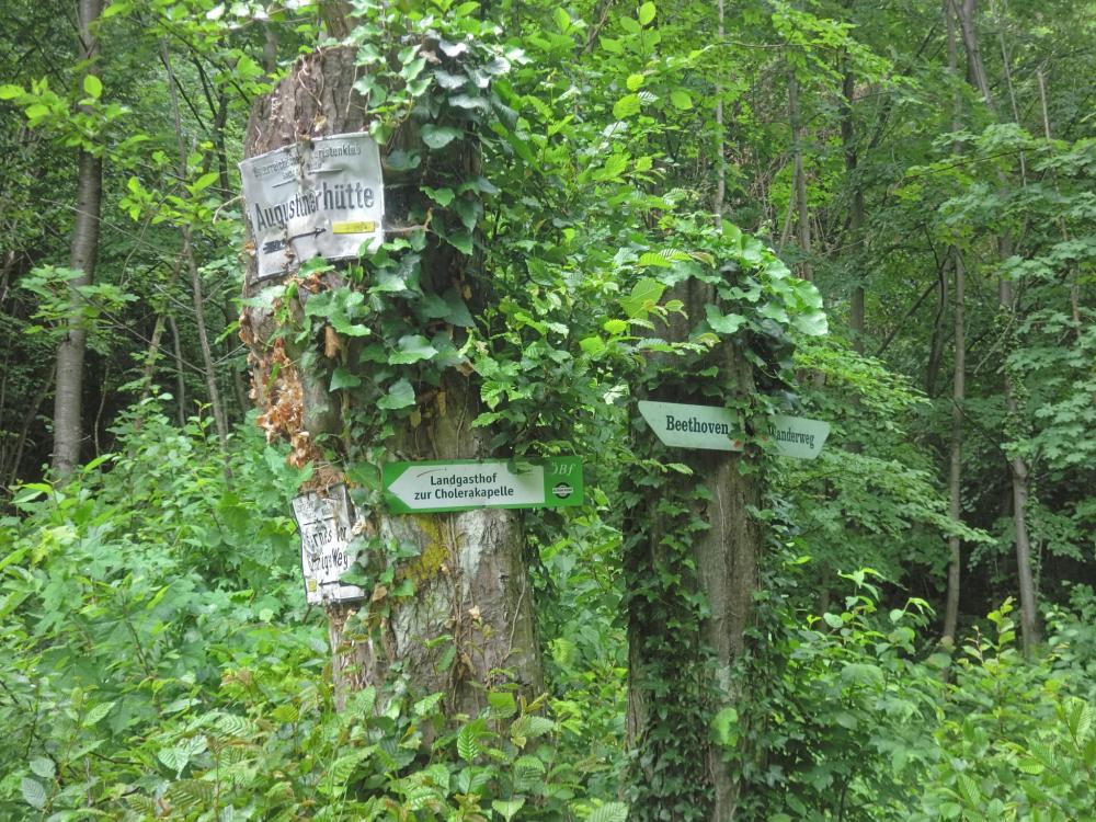 Hoher Lindkogel (273 Bildaufrufe)