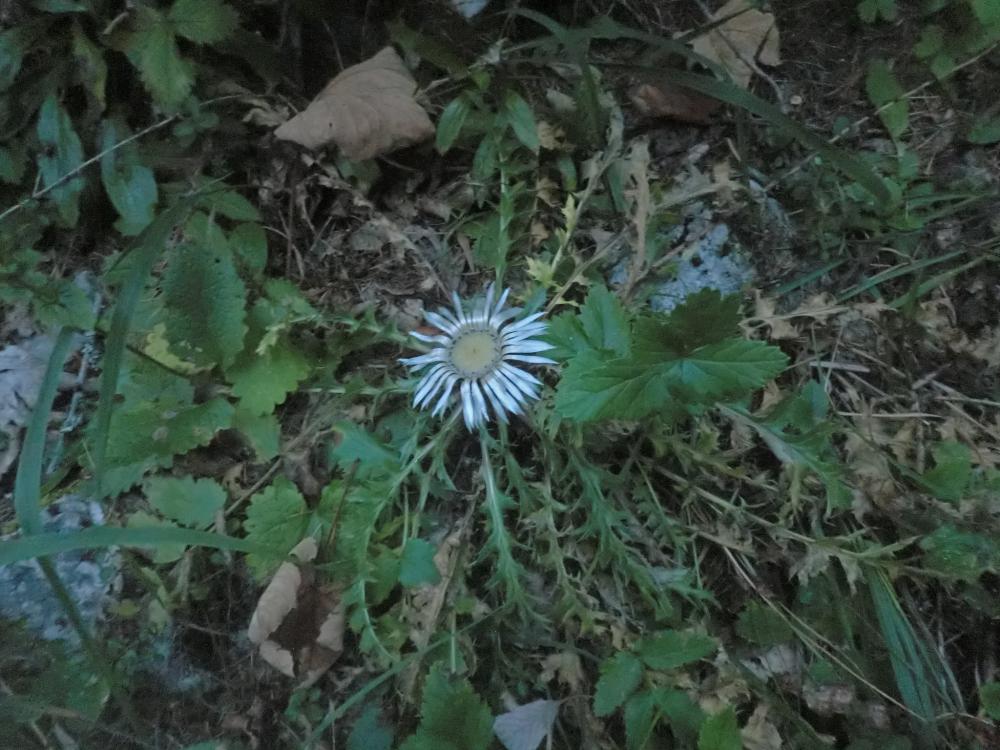 Hochstadl (299 Bildaufrufe)