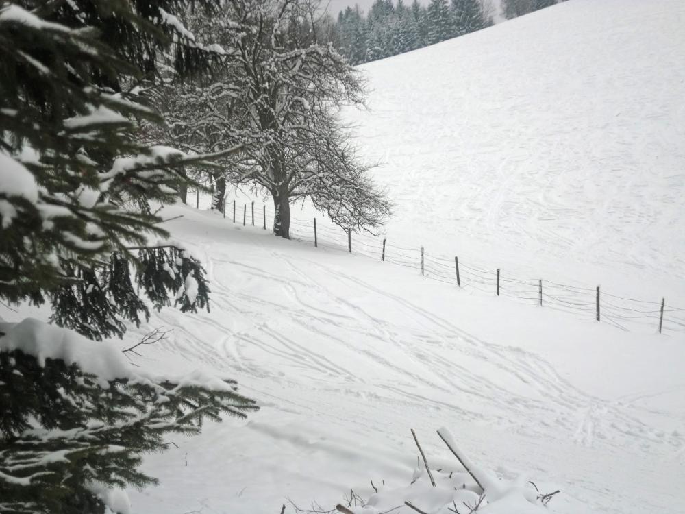Eibl (241 Bildaufrufe)