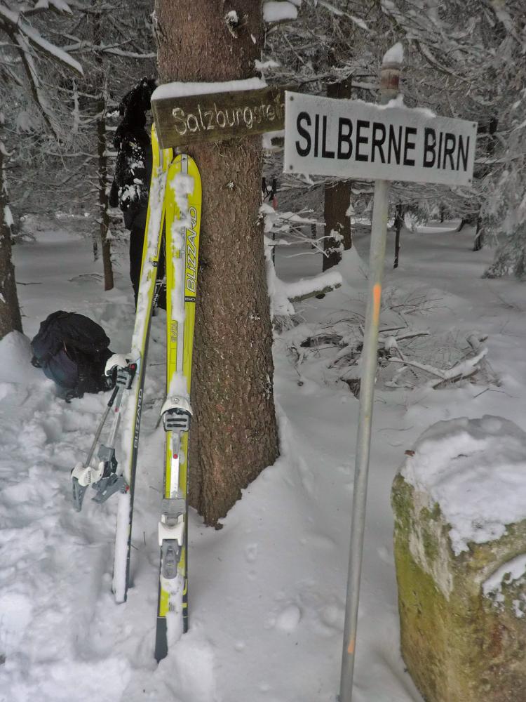 Silberne Birn (386 Bildaufrufe)