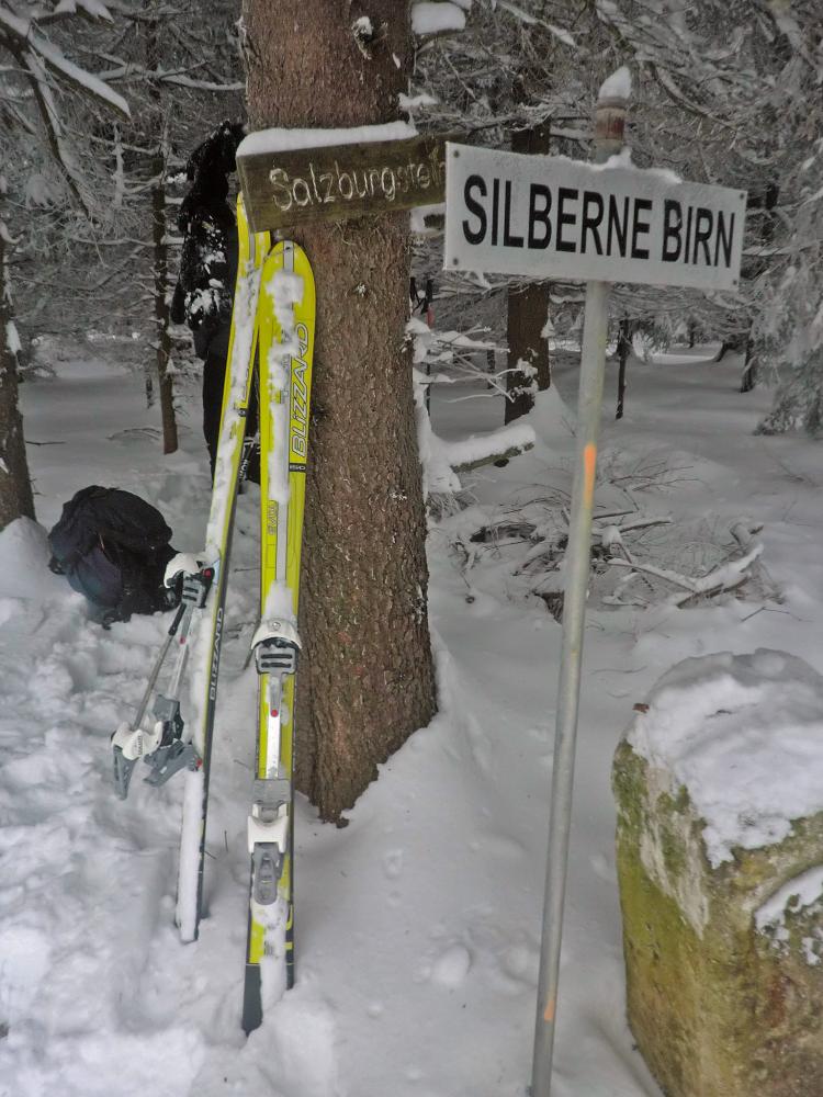 Silberne Birn (376 Bildaufrufe)