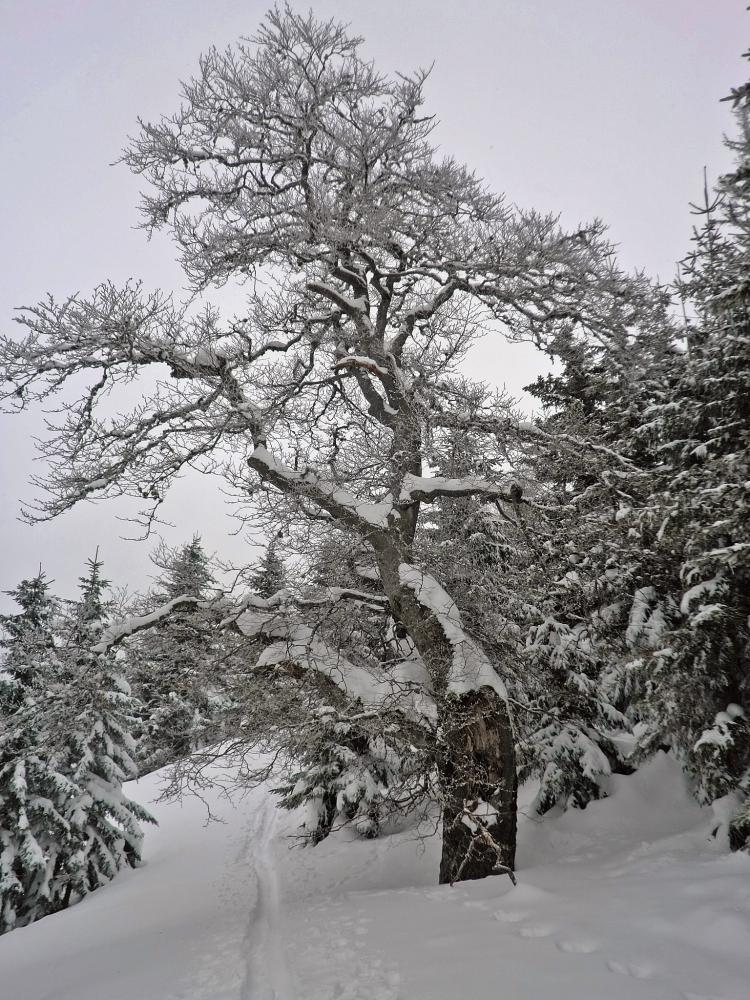 Bichleralpe (238 Bildaufrufe)