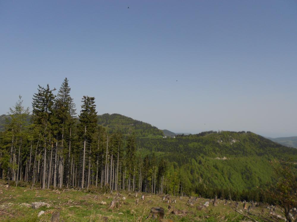 Futterkogel (231 Bildaufrufe)