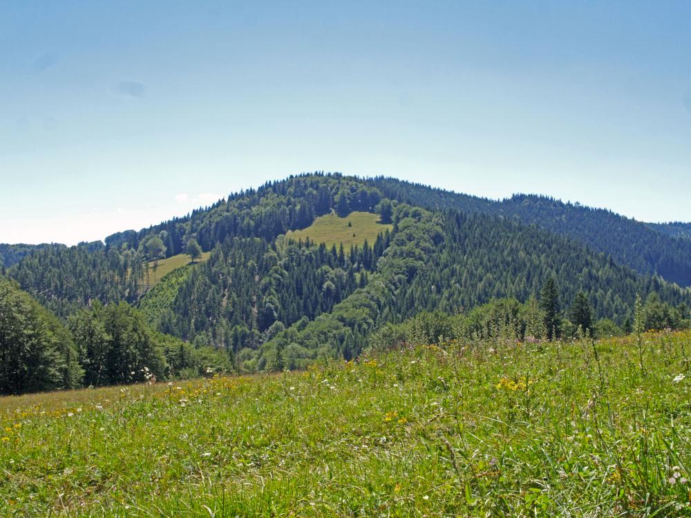 Gromann, Schweinberg (226 Bildaufrufe)