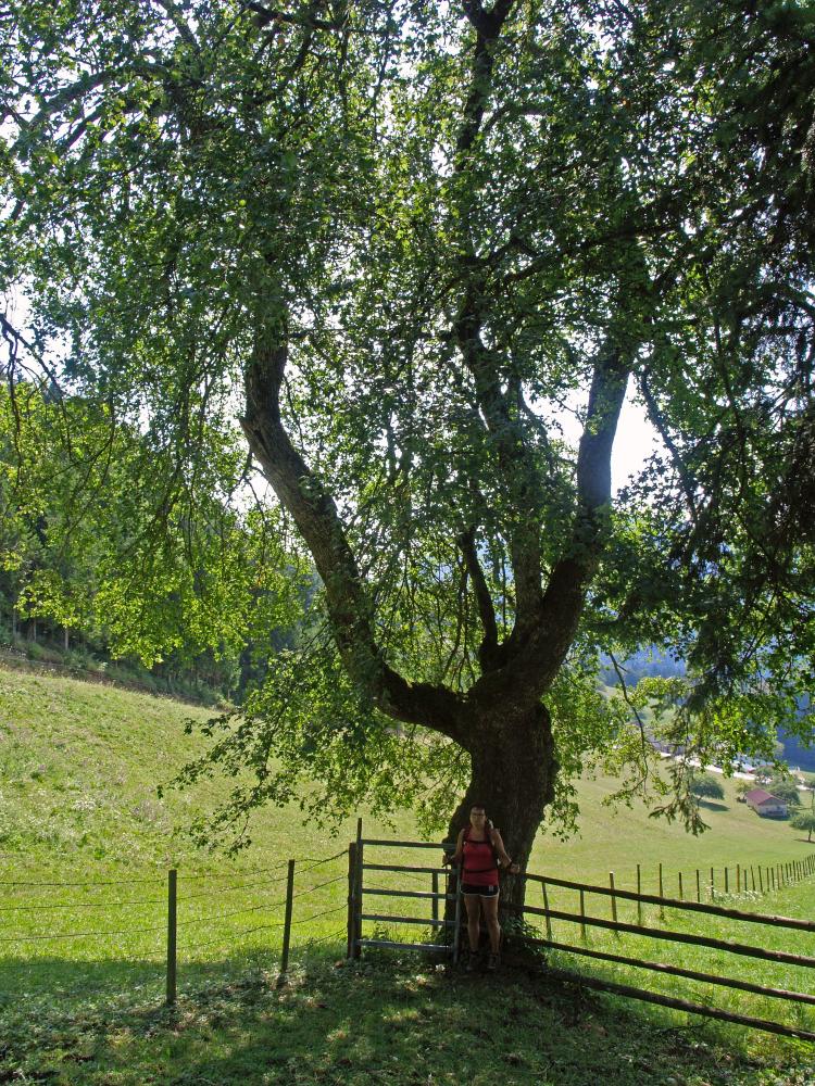 Frankenfelsberg (197 Bildaufrufe)