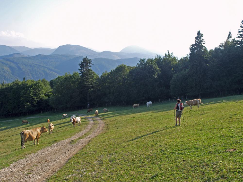 Rote Steinmäuer (264 Bildaufrufe)