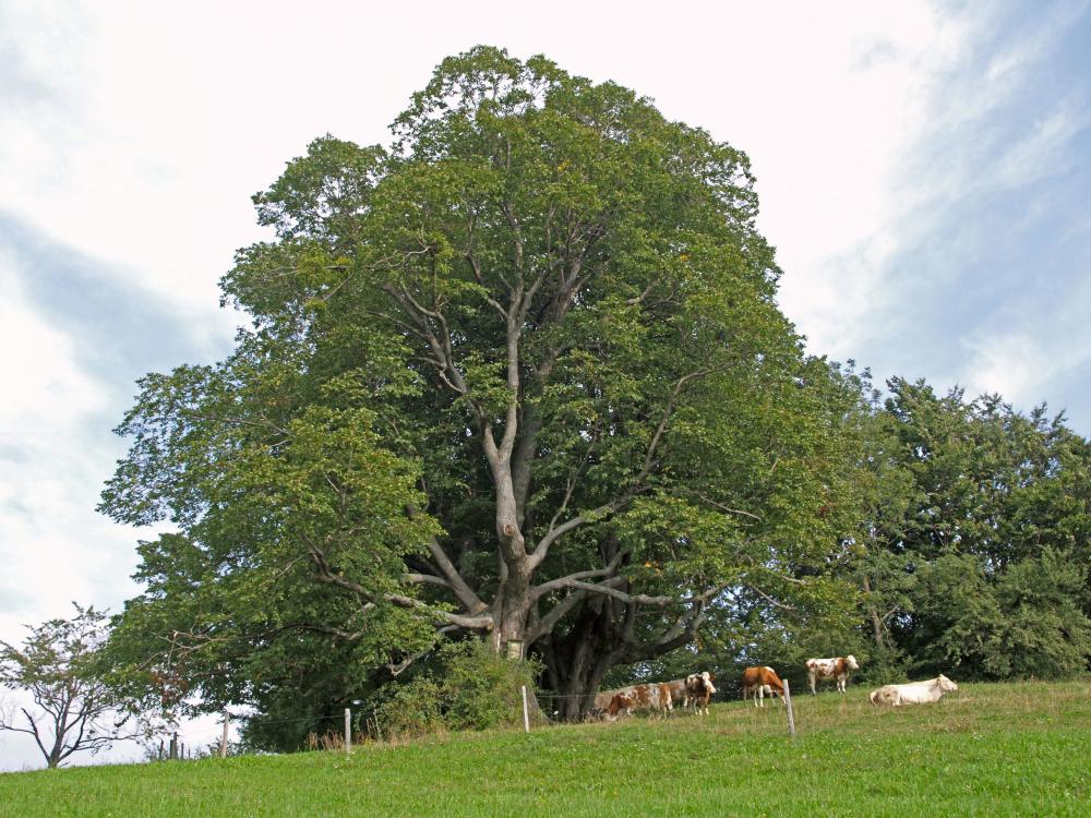 Hirschkogel (235 Bildaufrufe)