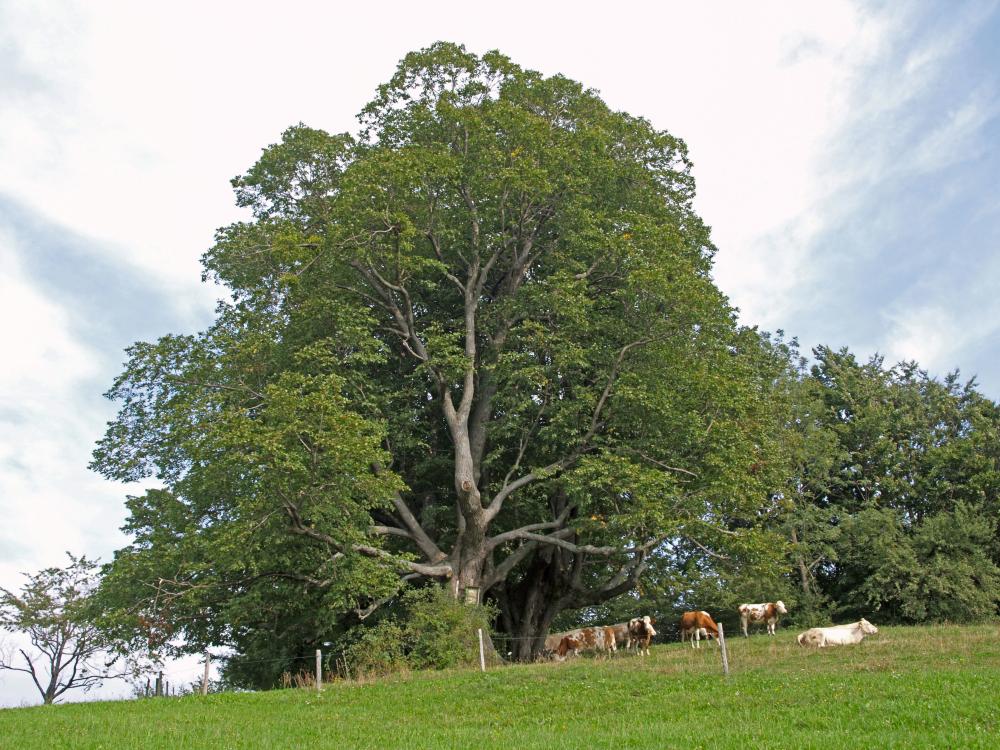 Hirschkogel (216 Bildaufrufe)