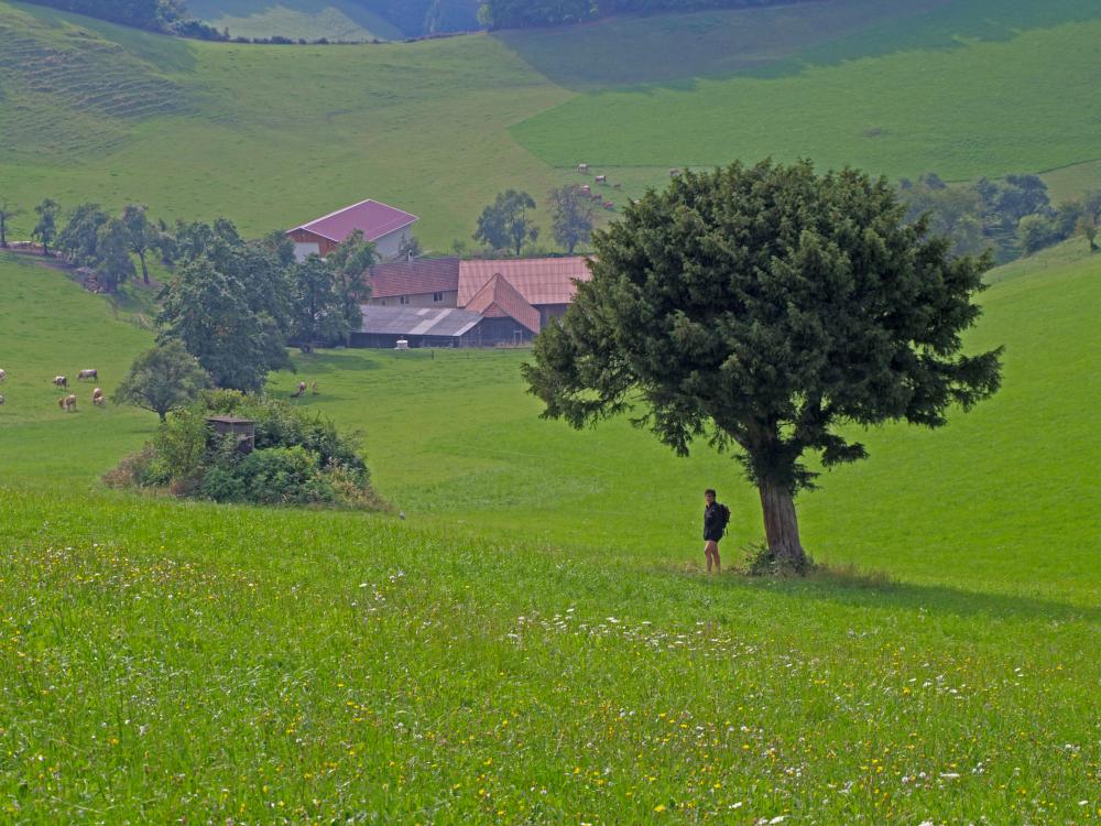 Hirschkogel (219 Bildaufrufe)