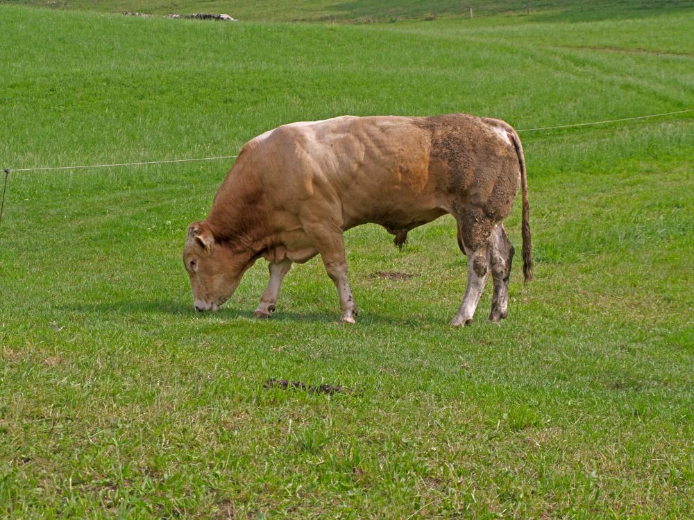 Hirschkogel (284 Bildaufrufe)