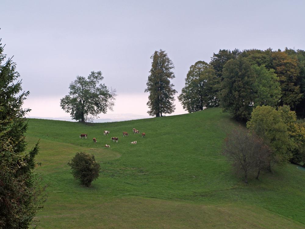 Hochebenkogel (247 Bildaufrufe)