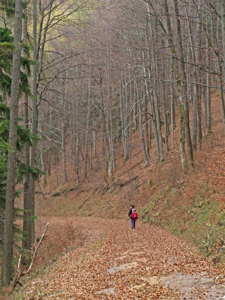 Sch&ouml;ngrabenspitze (244 Bildaufrufe)