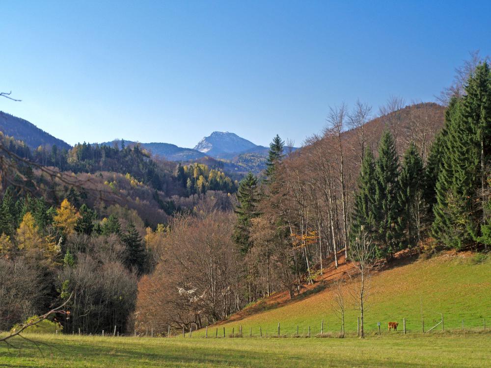 Falkenstein (271 Bildaufrufe)