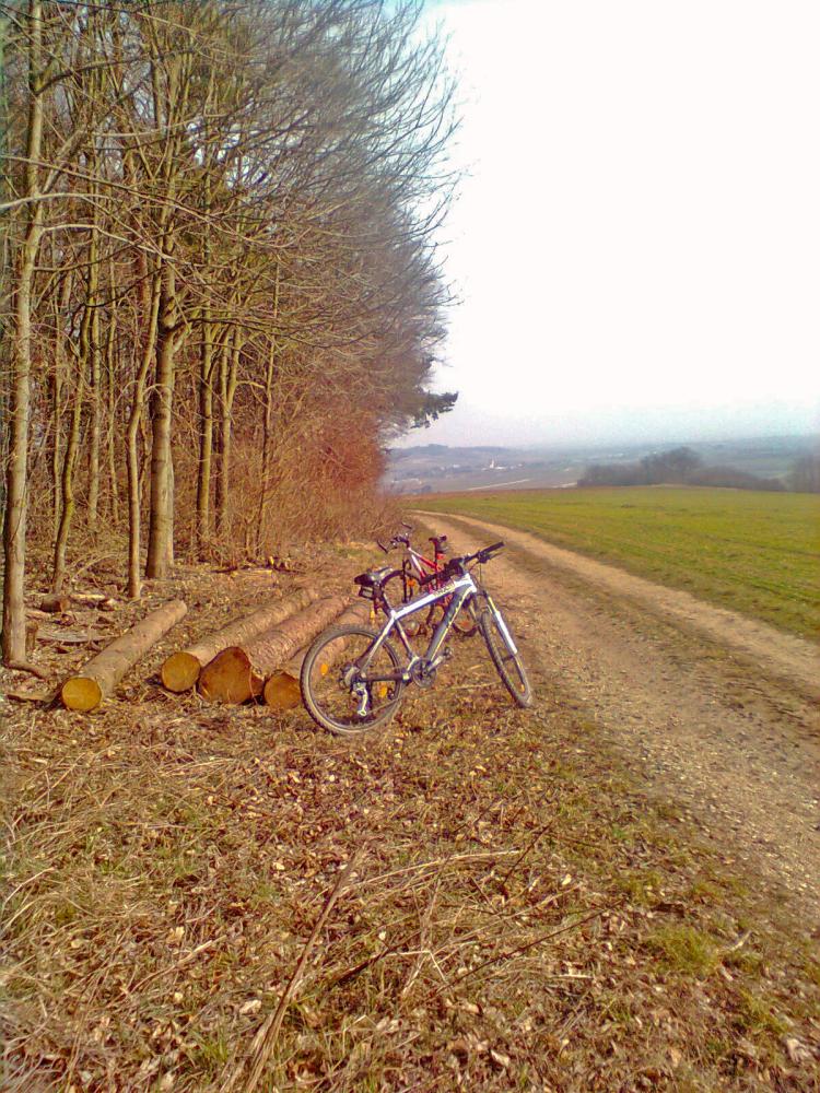 Pöverdinger Wald (258 Bildaufrufe)