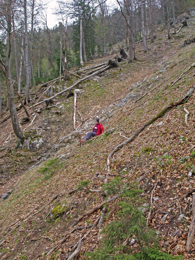 Ötscher (227 Bildaufrufe)