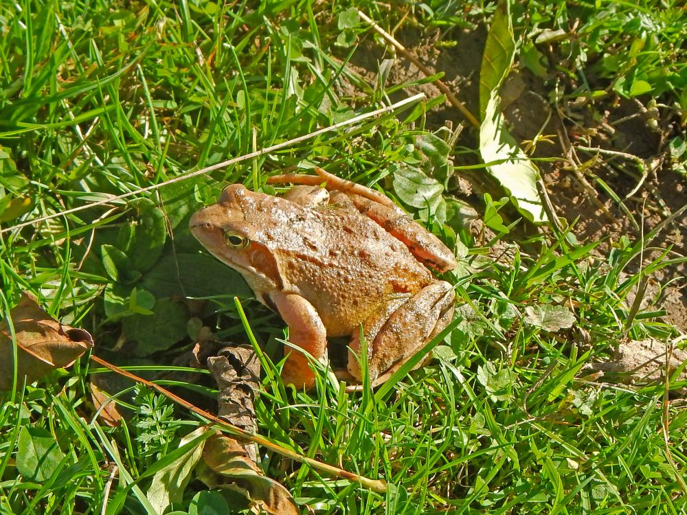 Hohenstein (261 Bildaufrufe)