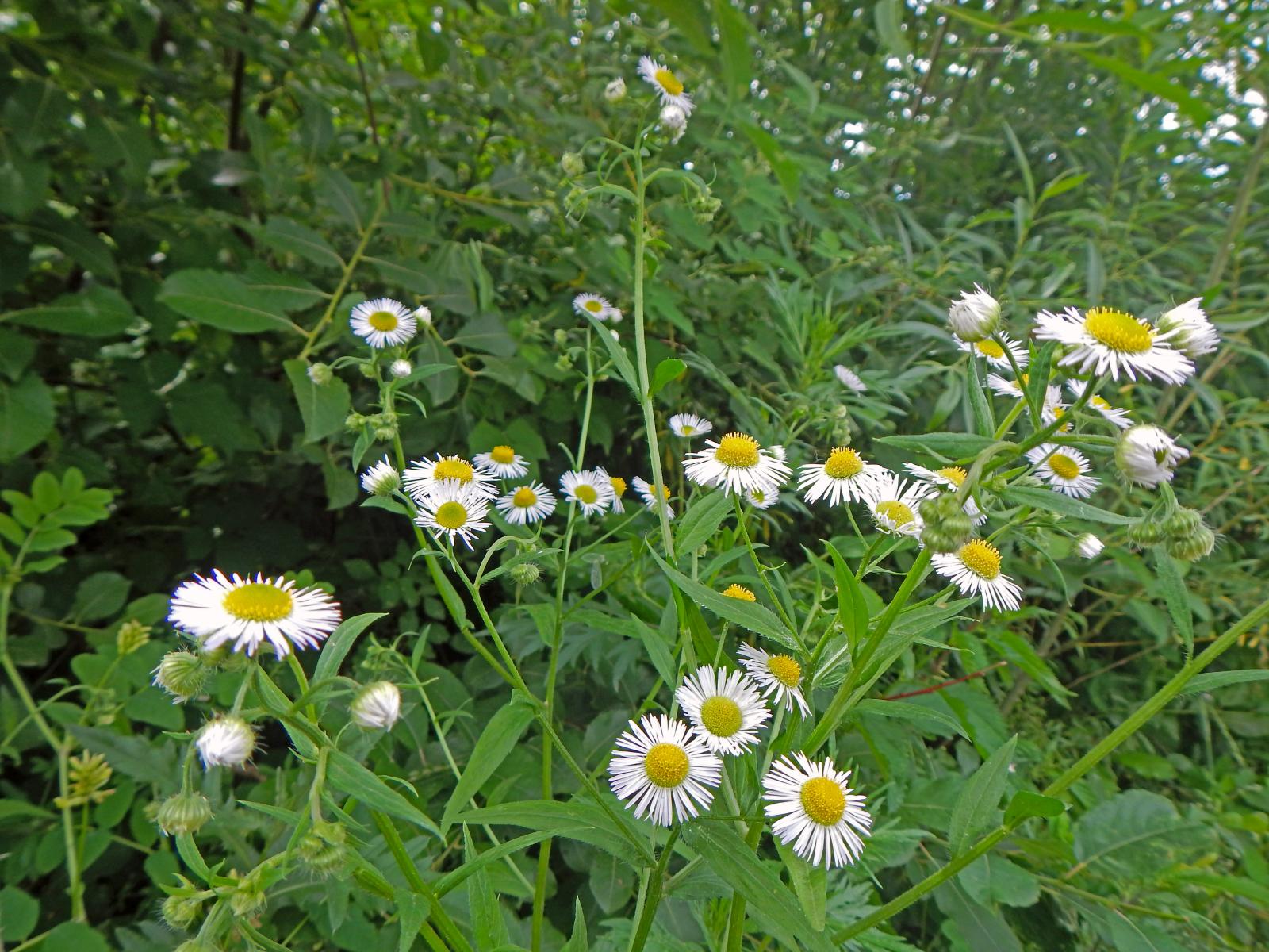 Schildberg (182 Bildaufrufe)