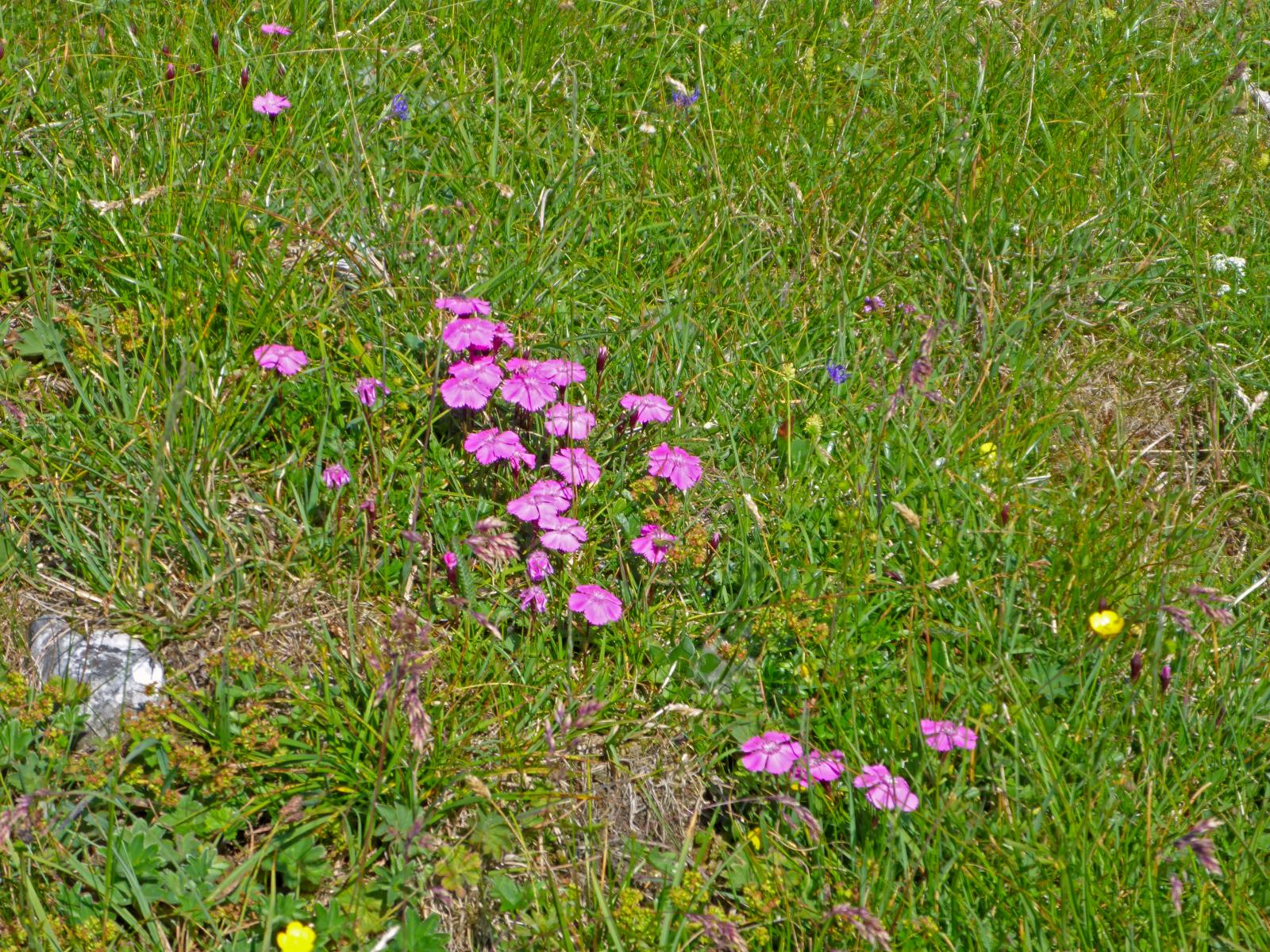 Hoch Waxeneck, Nassköhr (259 Bildaufrufe)