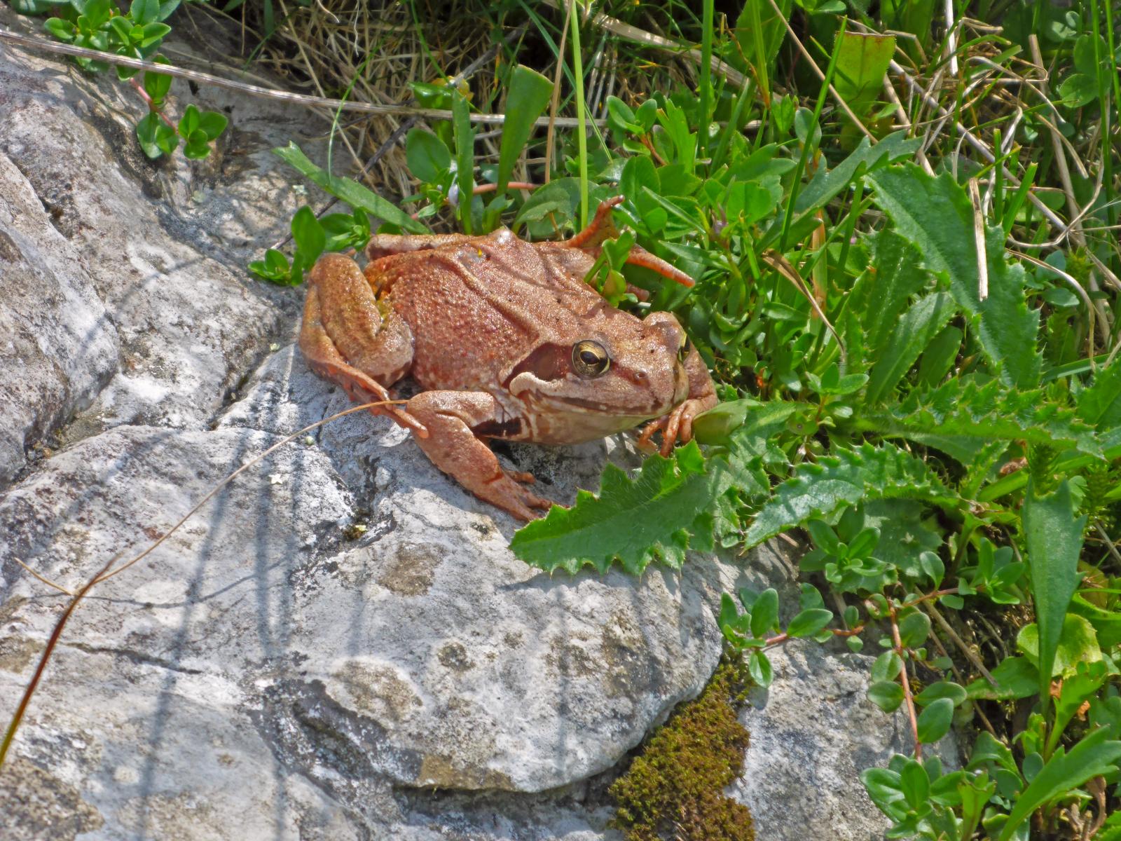 Hoch Waxeneck, Nassköhr (243 Bildaufrufe)