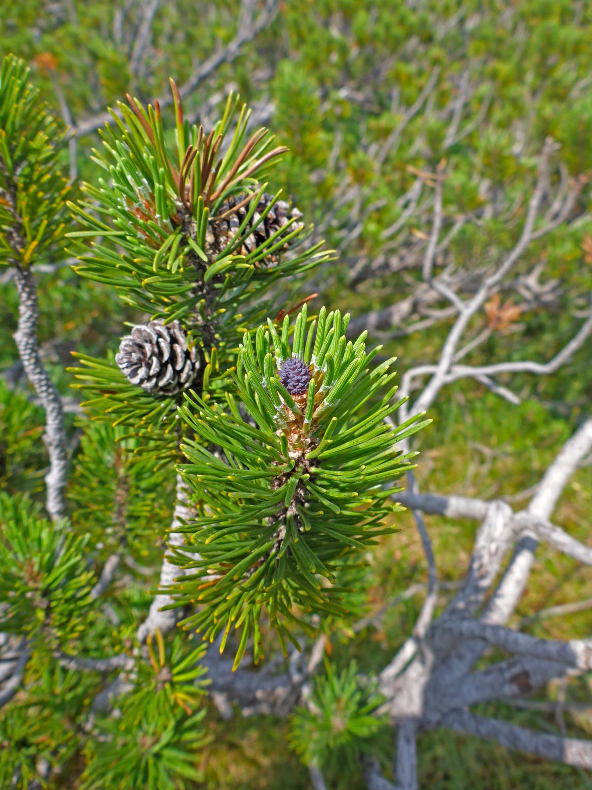Hoch Waxeneck, Nassköhr (197 Bildaufrufe)