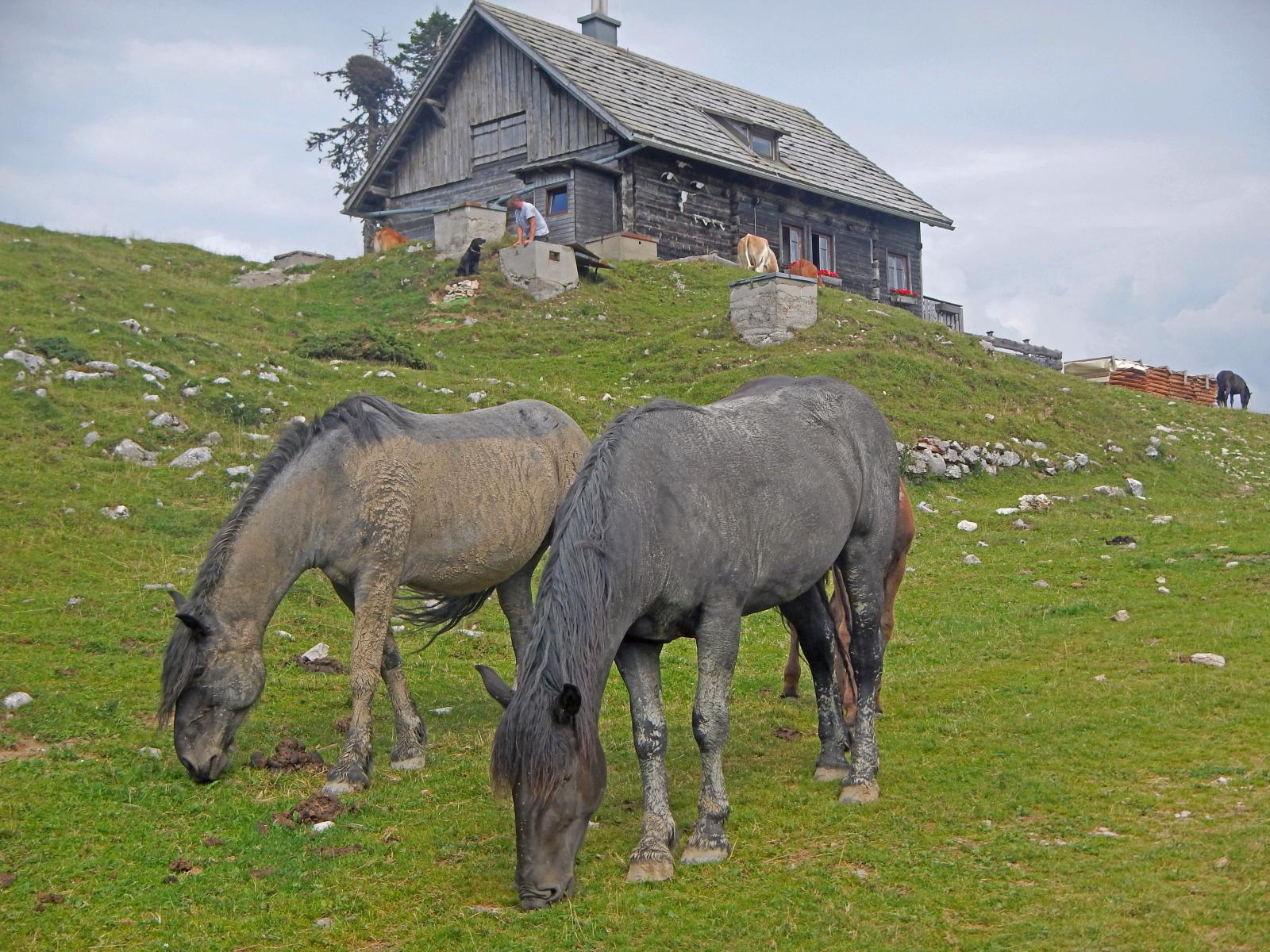 Dobratsch (221 Bildaufrufe)