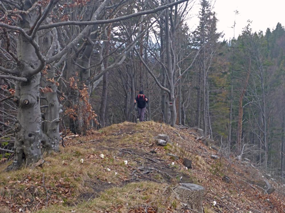 Tarschberg (187 Bildaufrufe)