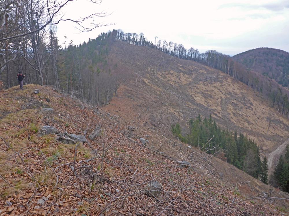 Tarschberg (181 Bildaufrufe)