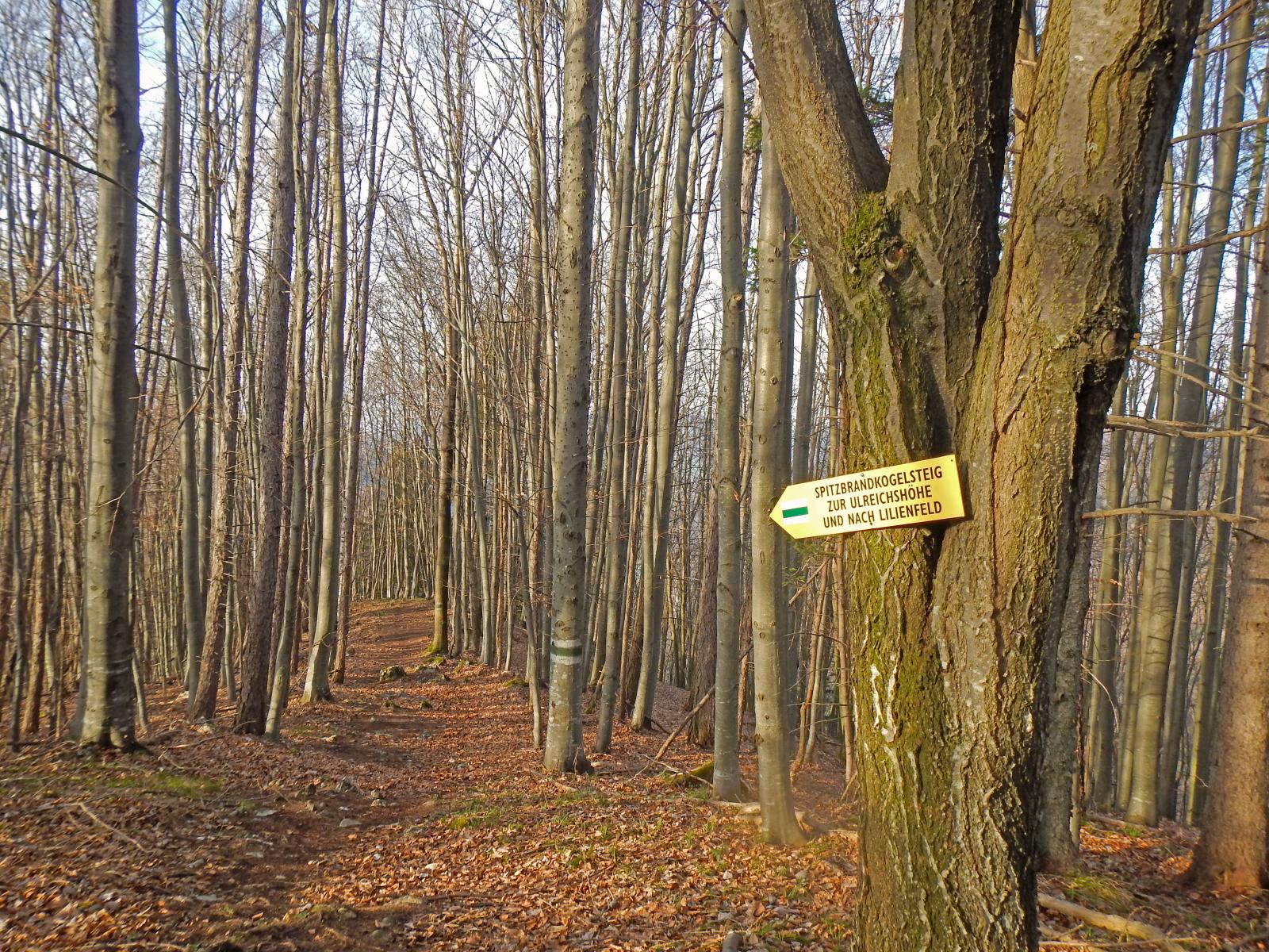 Muckenkogel (192 Bildaufrufe)