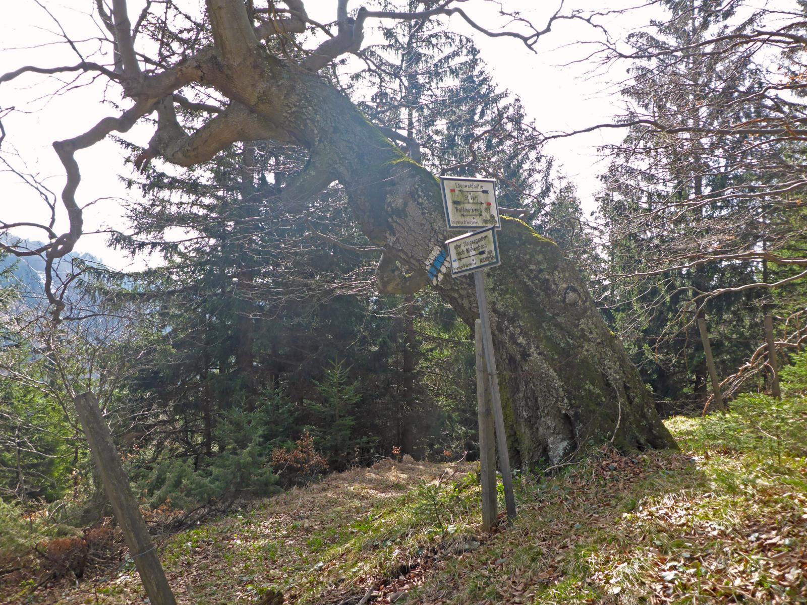 Sengenebenberg (208 Bildaufrufe)