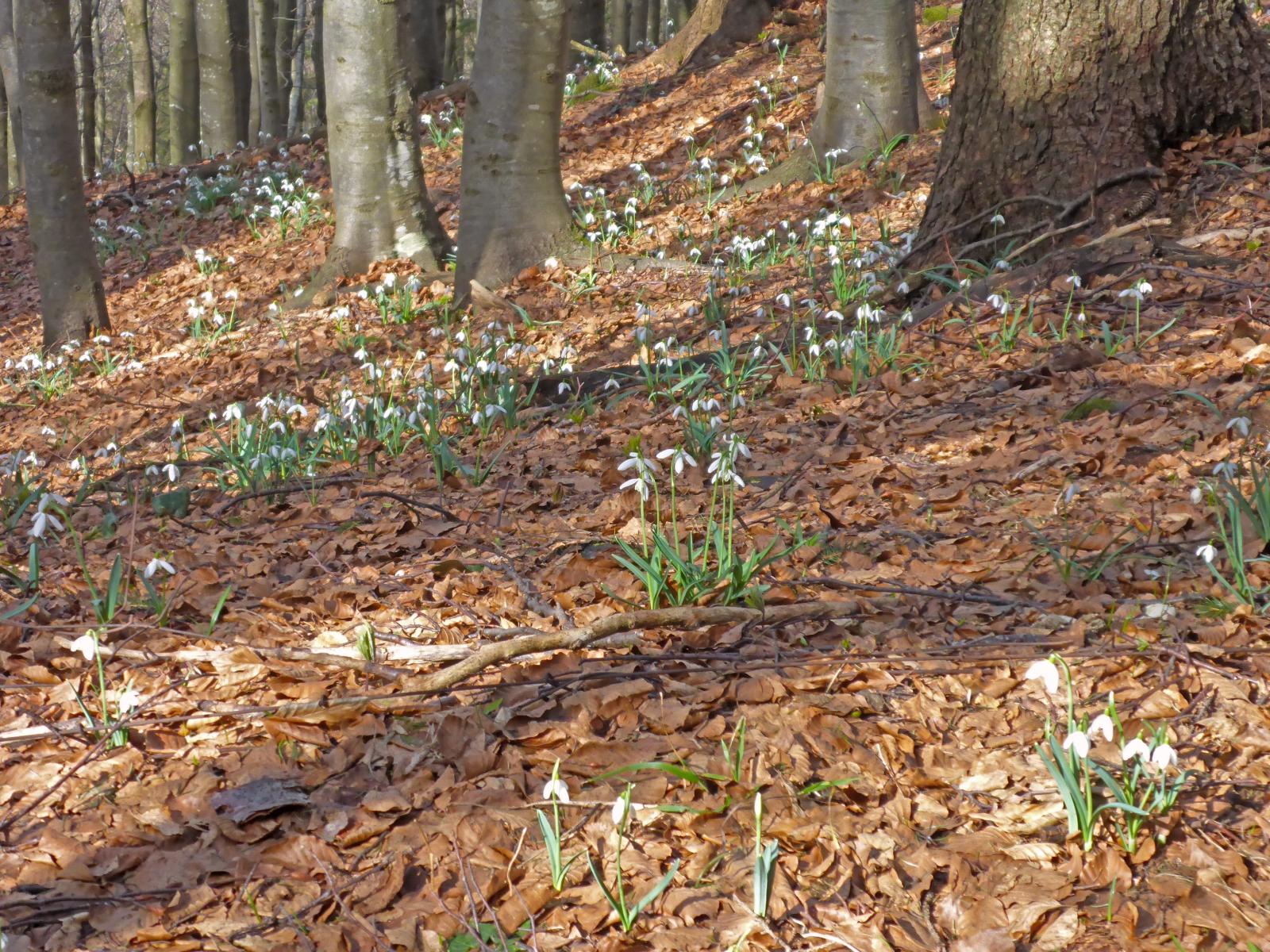 Sengenebenberg (222 Bildaufrufe)
