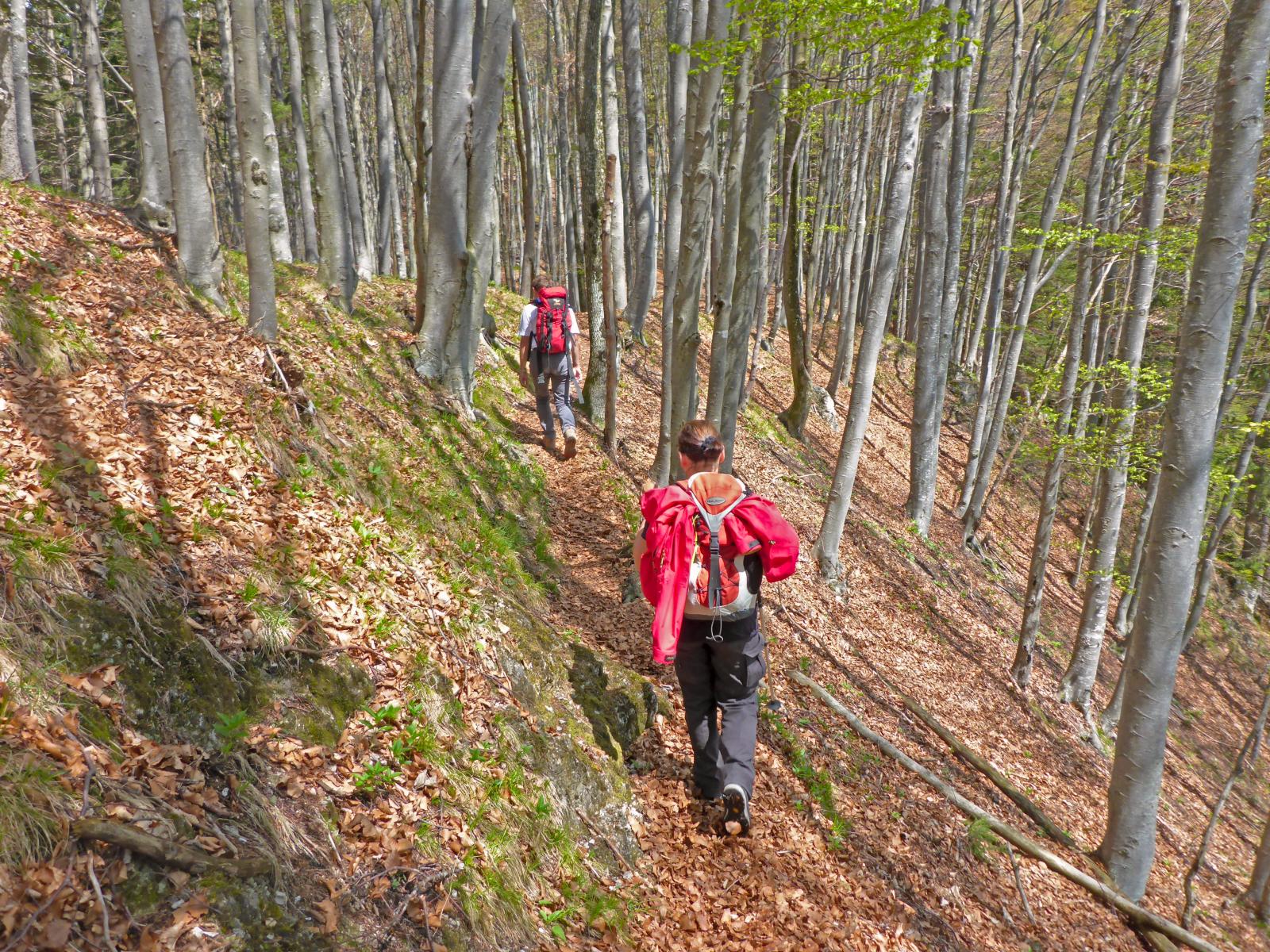 Türnitzer Höger, Traisenberg (290 Bildaufrufe)