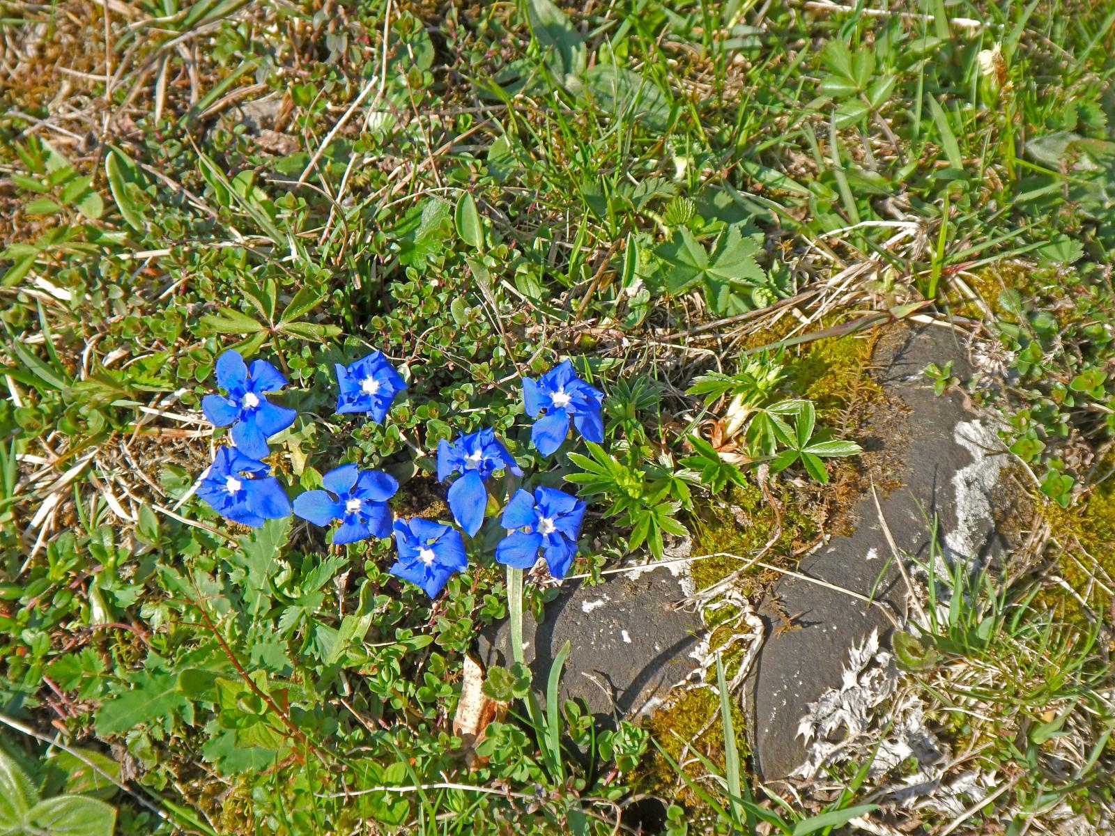 Türnitzer Höger, Traisenberg (234 Bildaufrufe)