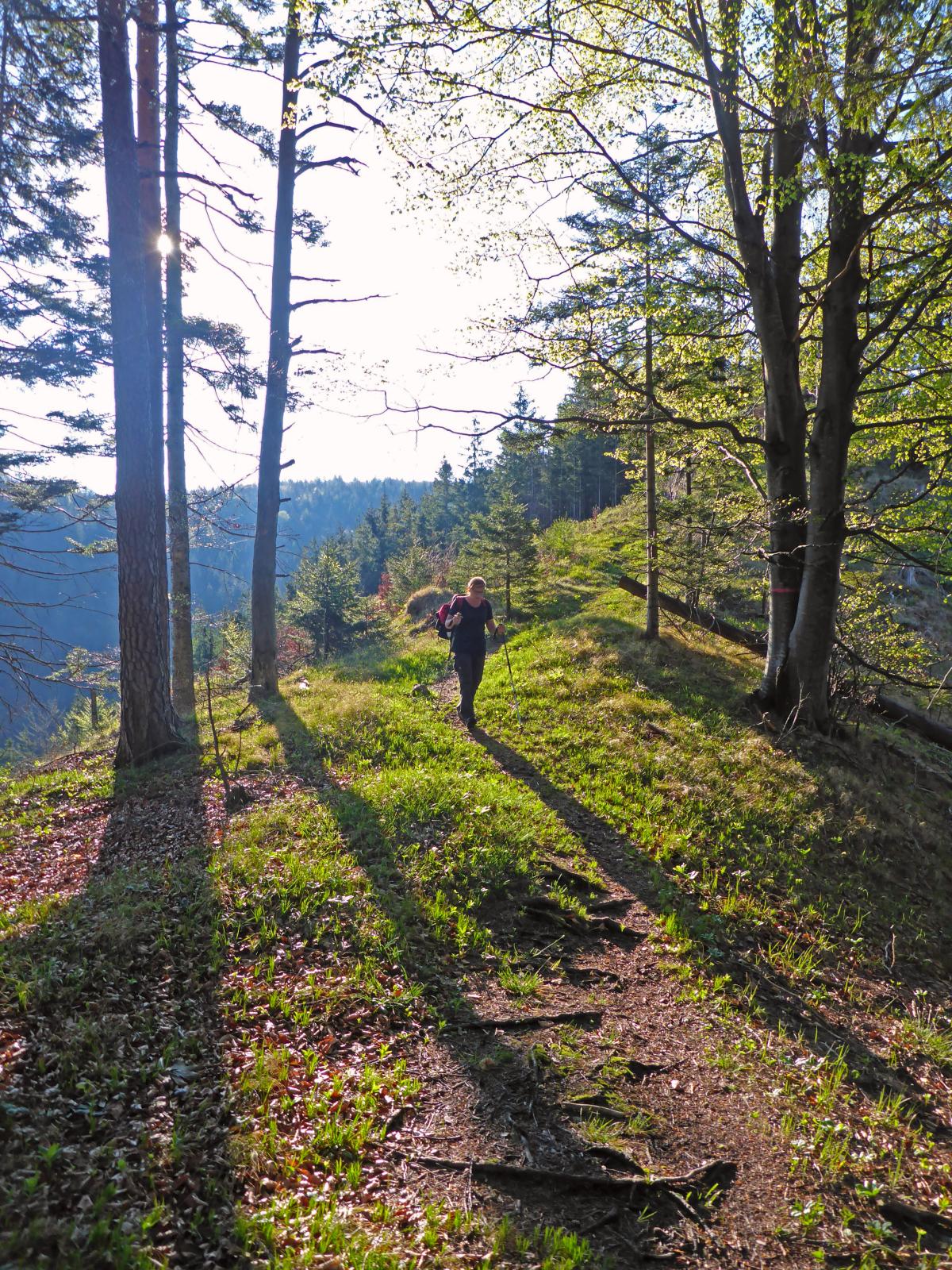 Türnitzer Höger, Traisenberg (230 Bildaufrufe)