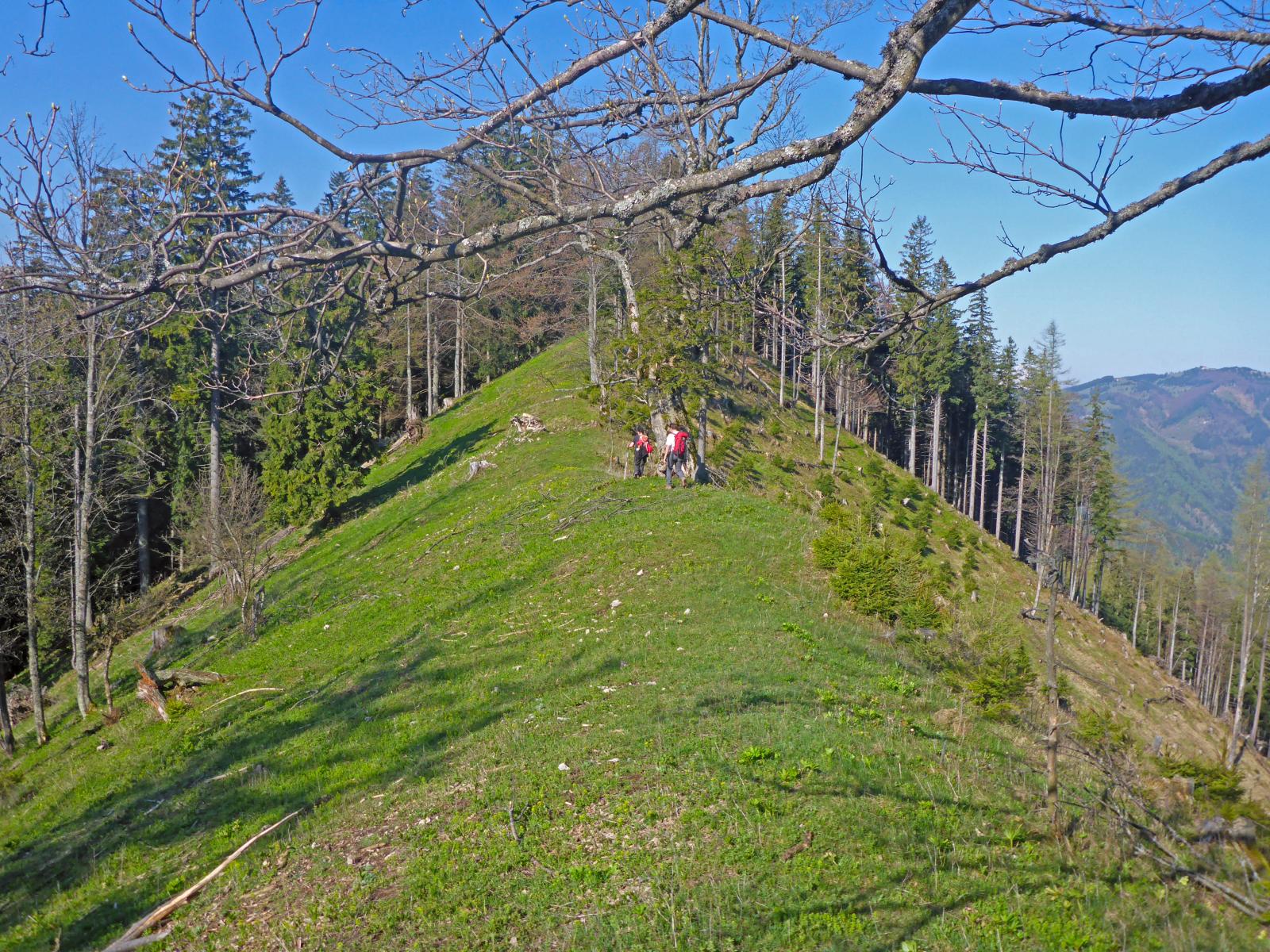 Türnitzer Höger, Traisenberg (250 Bildaufrufe)