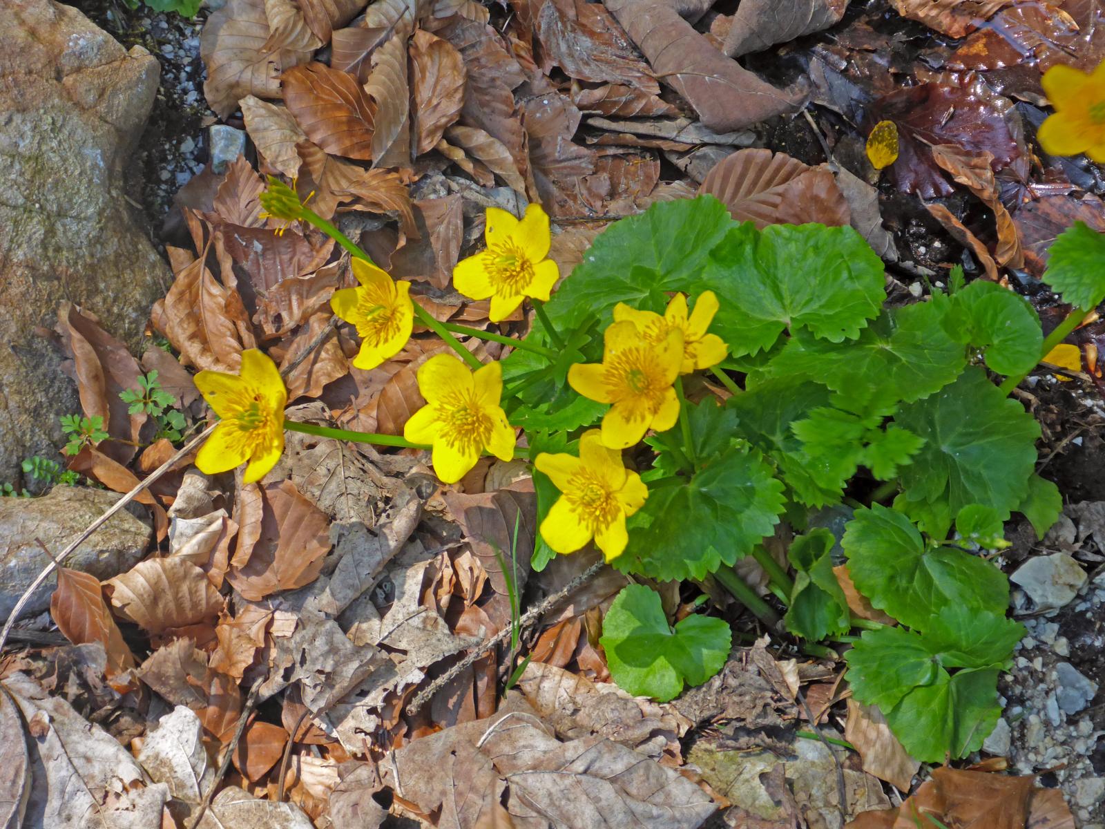 Türnitzer Höger, Traisenberg (176 Bildaufrufe)