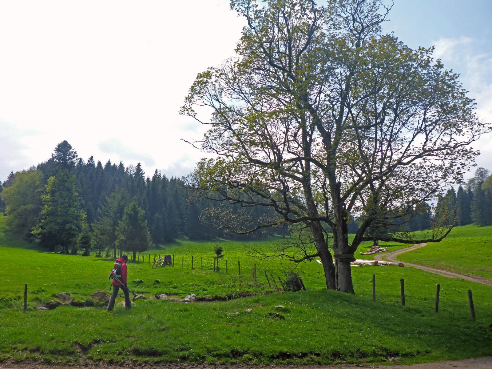 Ebenwald (165 Bildaufrufe)