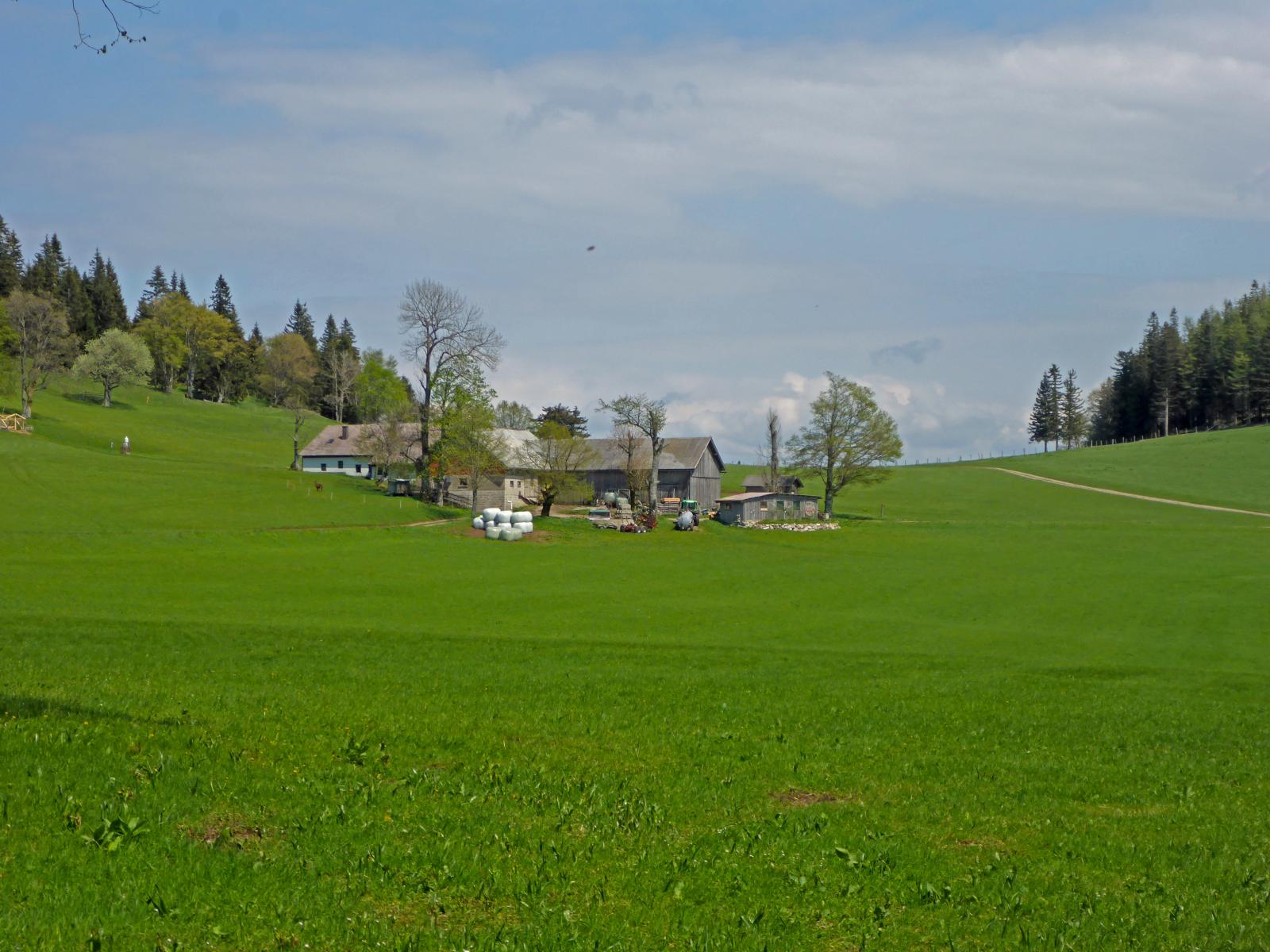 Ebenwald (237 Bildaufrufe)