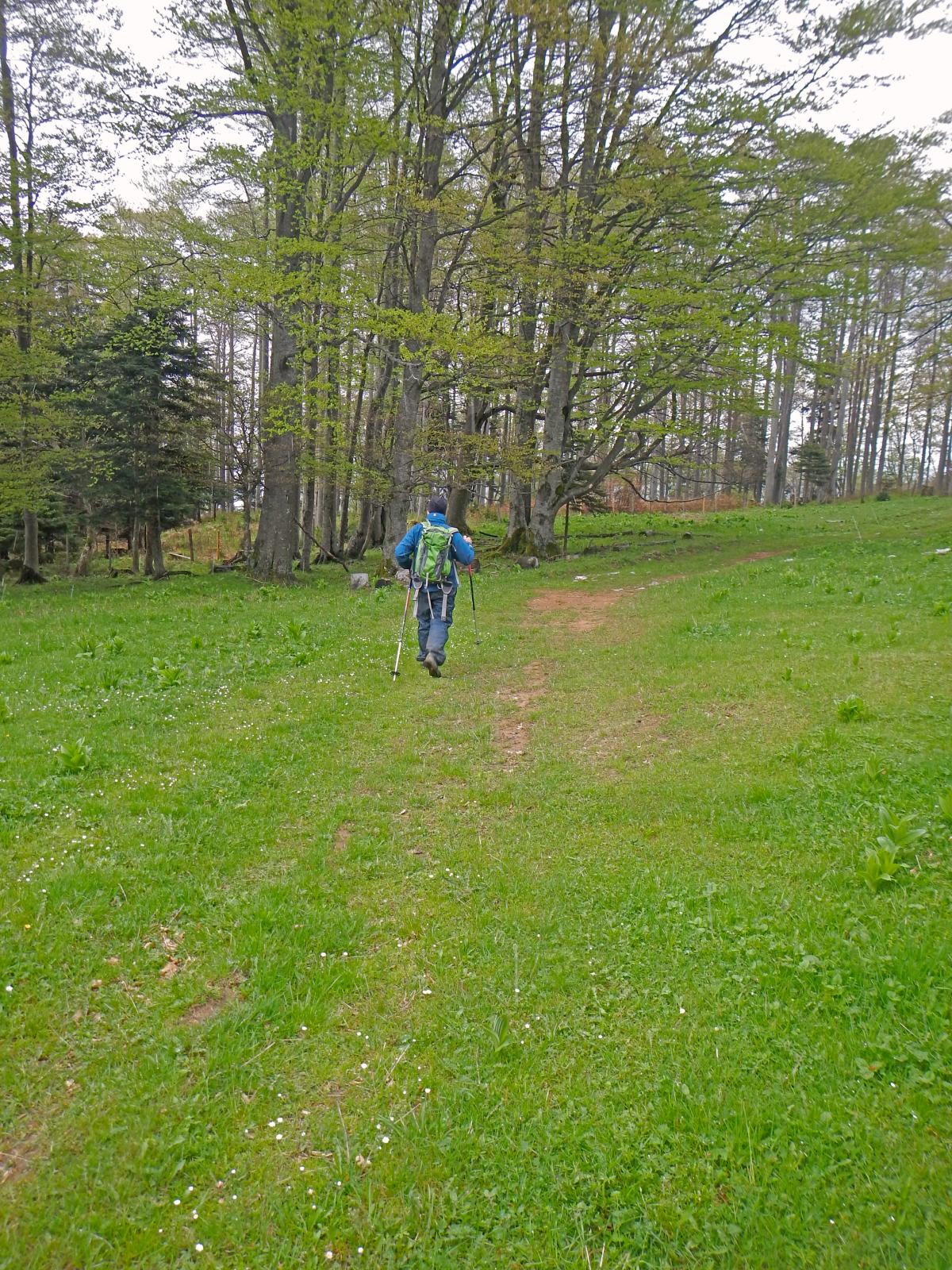 Ebenwald (211 Bildaufrufe)