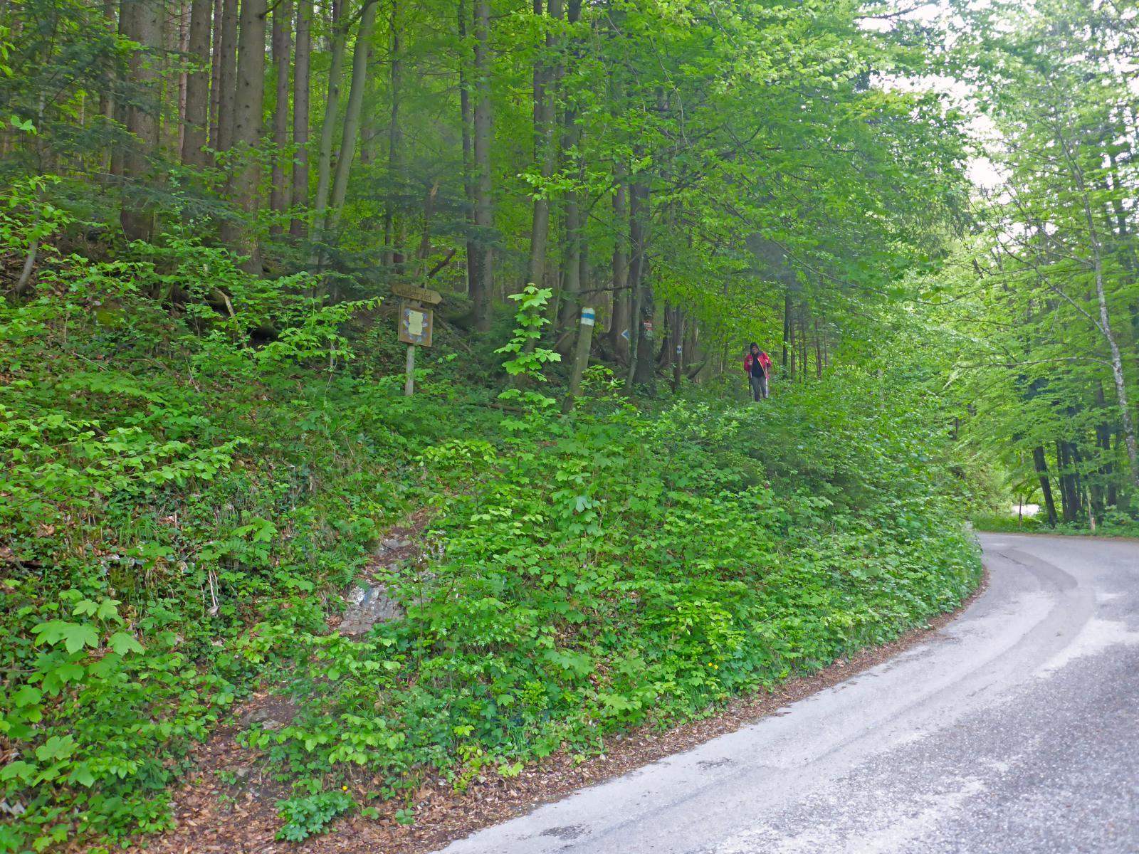 Ebenwald (206 Bildaufrufe)