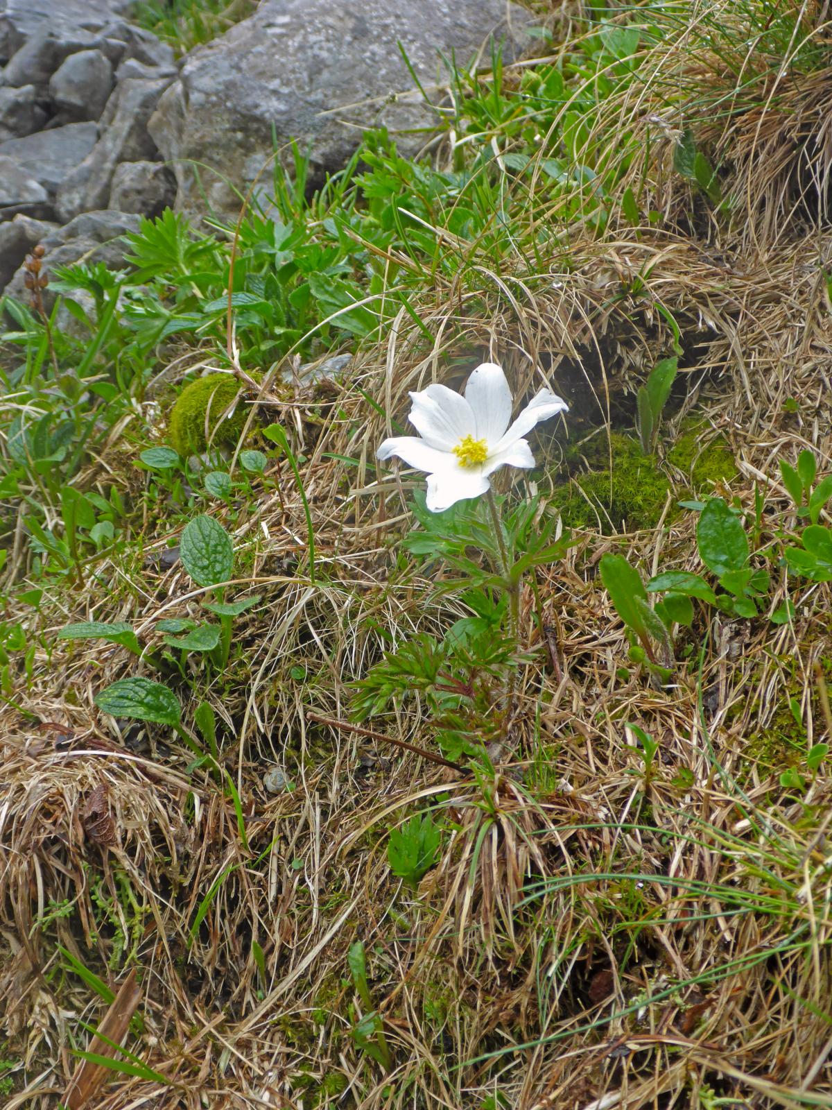 Hohe Veitsch (167 Bildaufrufe)